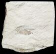 Fossil Pea Crab (Pinnixa) From California - Miocene #57504-1